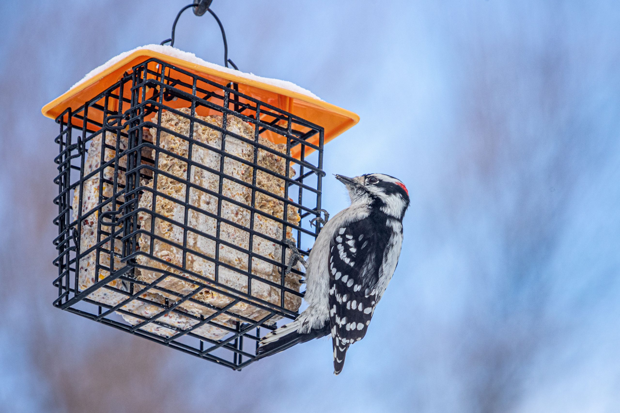 tips-memberi-makan-burung-musim-dingin-di-puncak-musim-pengamatan-burung-(2026)