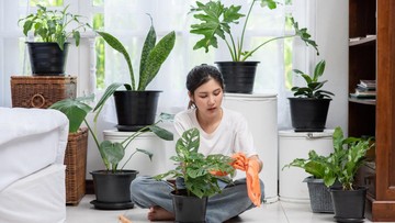 rekomendasi-5-tanaman-hias-pembawa-hoki-di-2026