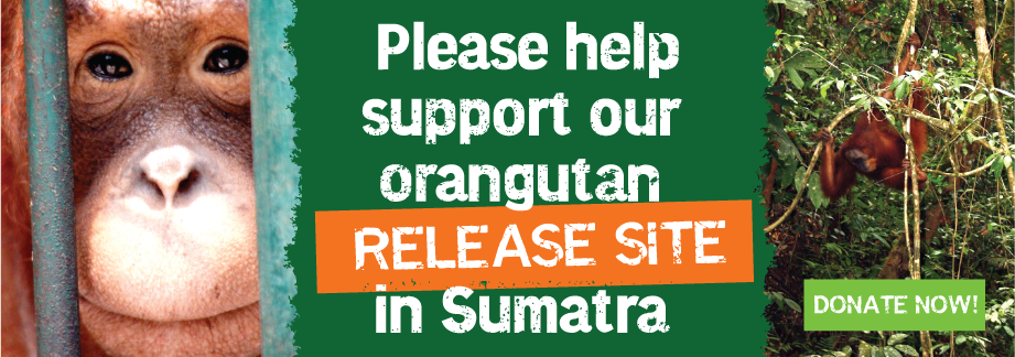 vietnam-kecil-brisbane-–-inala-|-tur-berjalan-australia