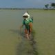 banjir-rendam-804-hektare-sawah-di-tangerang