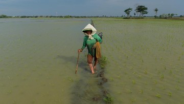 banjir-rendam-804-hektare-sawah-di-tangerang