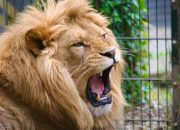 Liburan ke Solo Safari: Aktivitas, Rute Lokasi, dan HTM Terbaru