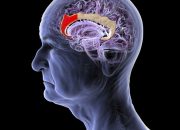 Startup Tiongkok Ini Ingin Membangun Antarmuka Otak-Komputer Baru—Tidak Perlu Implan