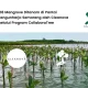 cleanova-tanam-508-mangrove-di-pantai-mangunharjo-semarang
