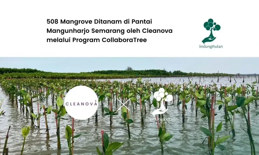 cleanova-tanam-508-mangrove-di-pantai-mangunharjo-semarang