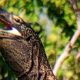 penampakan-komodo-liar-muncul-di-area-resto-itdc-golomori-ntt