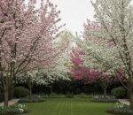 Ingin Halaman Belakang yang Indah? Mulailah Dengan Pohon Berbunga Ini