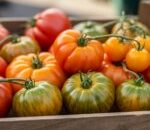 Farm to Feed: Viral Farm to Feed Resep Tomat Pusaka