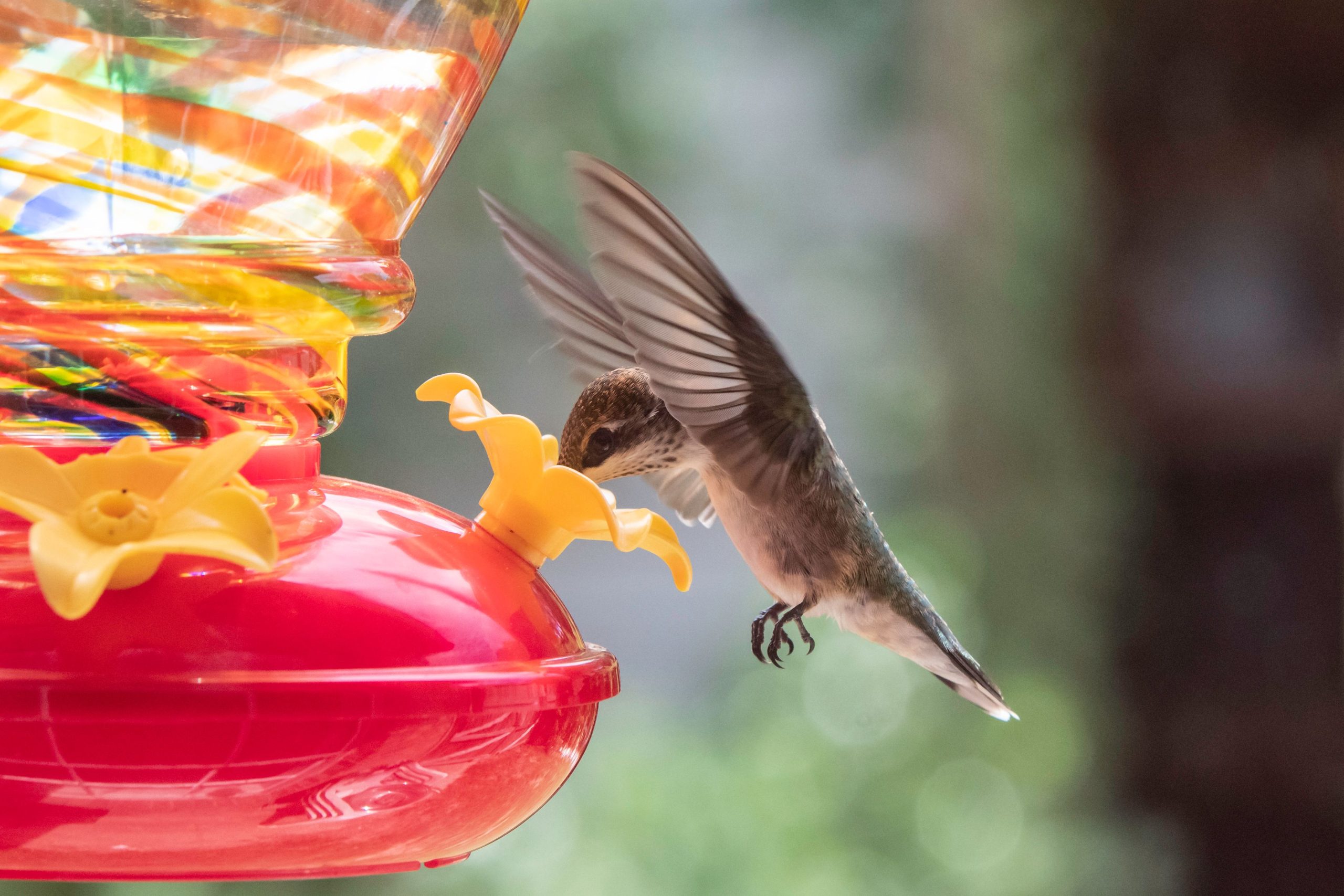 ini-musim-puncak-bagi-pengamat-burung-untuk-melihat-burung-kolibri-yang-bermigrasi,-dan-tempat-makan-favorit-kami-sedang-dijual