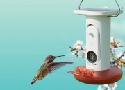 Pengumpan burung kolibri bertenaga AI dari Birdbuddy memiliki harga terbaik hingga saat ini