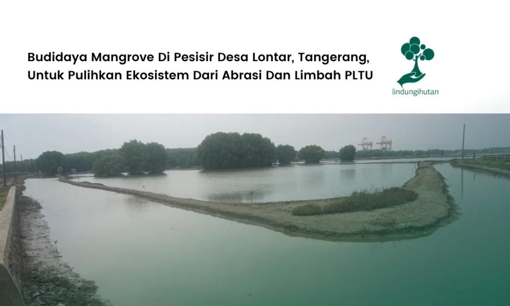 pulihkan-ekosistem:-budidaya-mangrove-desa-lontar,-kecamatan-kemiri,-tangerang