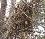 Bola Daun Di Pohon Anda (Mungkin) Bukan Sarang Burung