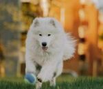 Ras Anjing Termahal Di Dunia