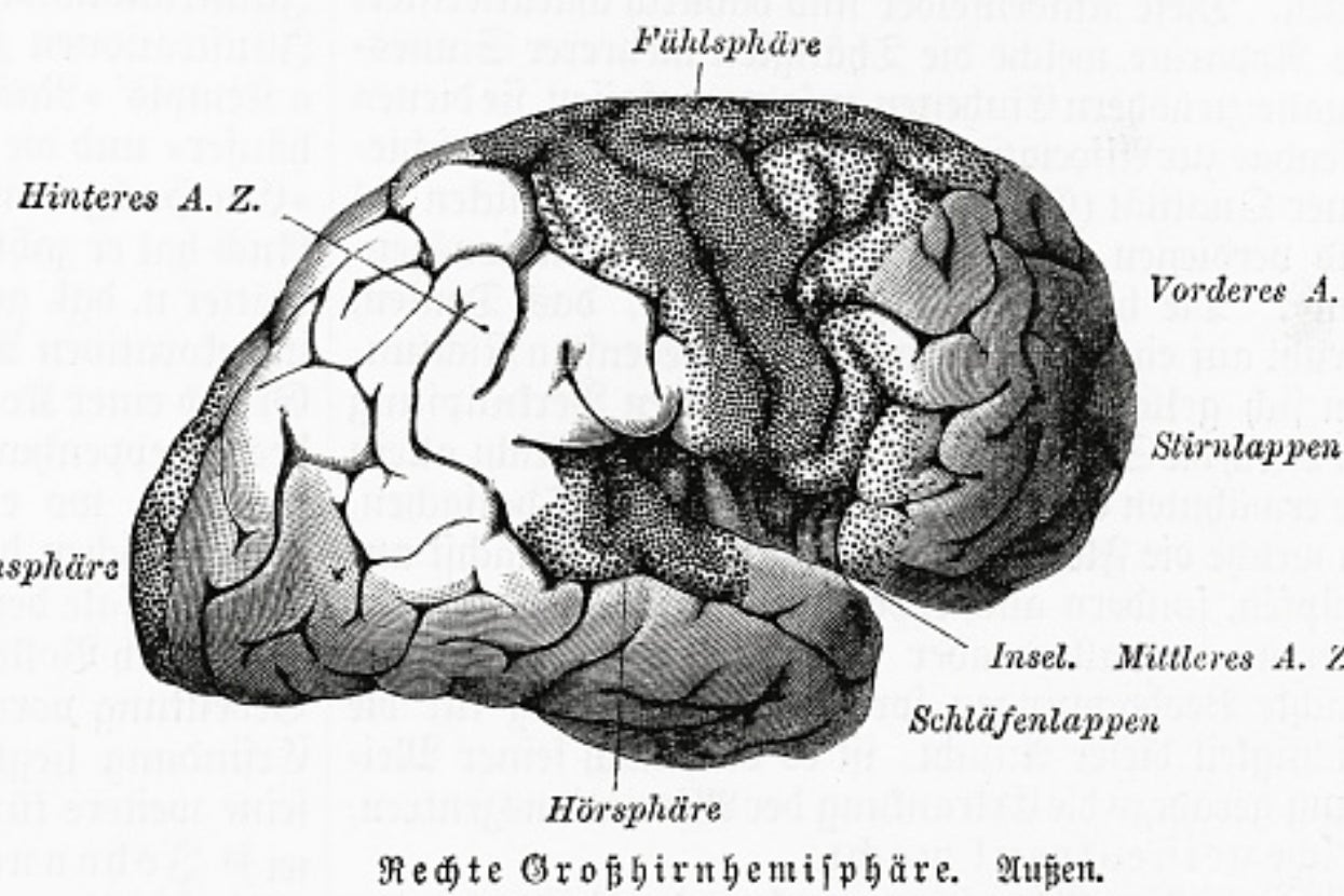 tes-50-pertanyaan-ini-akan-mengungkapkan-indra-mana-yang-sebenarnya-menjalankan-otak-anda