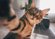 para-peneliti-telah-menemukan-cara-paling-sederhana-untuk-membantu-kucing-anda-hidup-lebih-lama