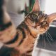 para-peneliti-telah-menemukan-cara-paling-sederhana-untuk-membantu-kucing-anda-hidup-lebih-lama