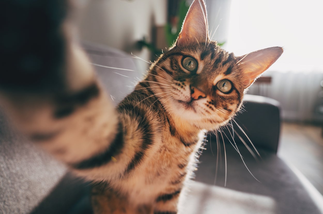 para-peneliti-telah-menemukan-cara-paling-sederhana-untuk-membantu-kucing-anda-hidup-lebih-lama