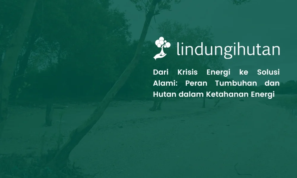 cara-mengatasi-krisis-energi:-peran-tumbuhan-dan-hutan-sebagai-sistem-energi-alami 