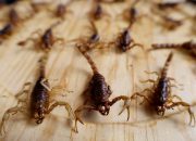 Racun dan Cabai Menawarkan Kunci untuk Membunuh Bakteri yang Tahan