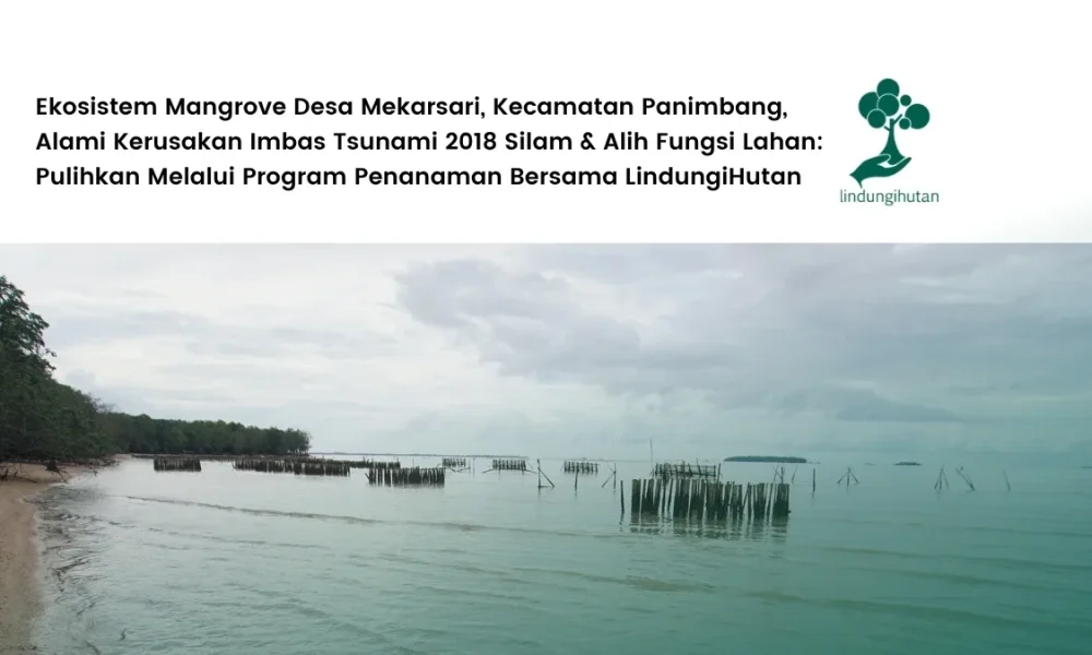 pulihkan-ekosistem-mangrove-desa-mekarsari,-kecamatan-panimbang