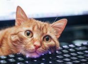 Pintasan Keyboard yang Saya Pelajari dari Kucing Saya