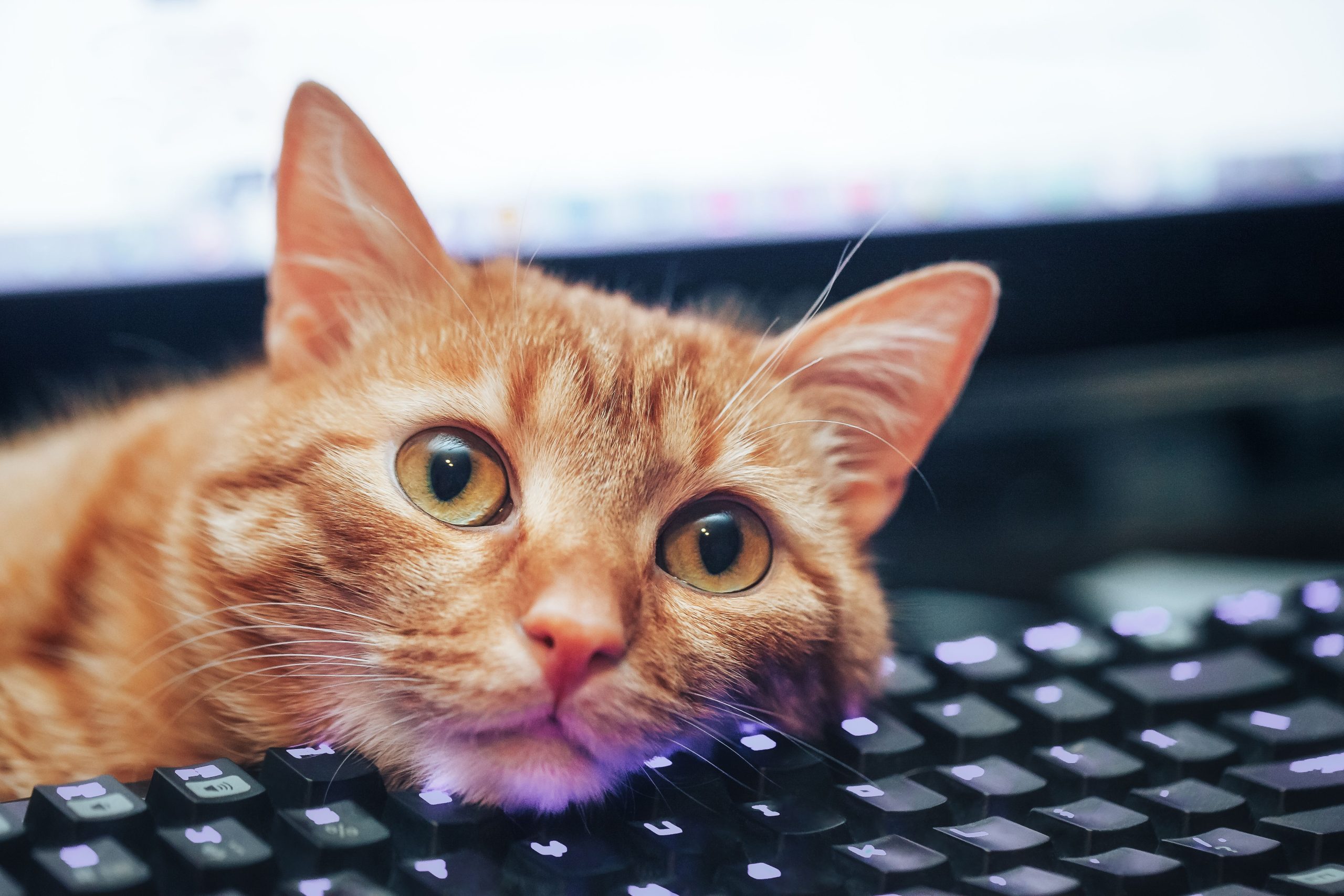 pintasan-keyboard-yang-saya-pelajari-dari-kucing-saya