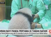 video:-kelahiran-bayi-panda-pertama-di-taman-safari