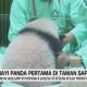 video:-kelahiran-bayi-panda-pertama-di-taman-safari