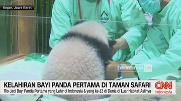 video:-kelahiran-bayi-panda-pertama-di-taman-safari