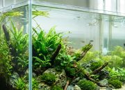 agar-tetap-indah,-begini-tips-merawat-aquaspace