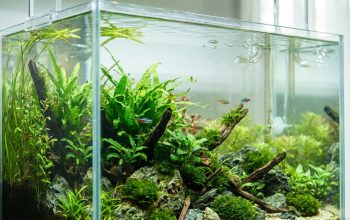 Agar Tetap Indah, Begini Tips Merawat Aquaspace