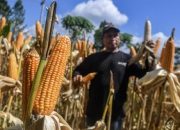 foto:-jibaku-kejar-target-serap-satu-juta-ton-jagung