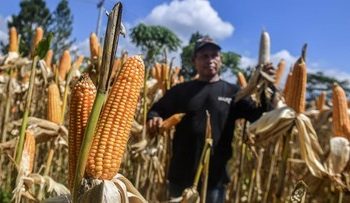 FOTO: Jibaku Kejar Target Serap Satu Juta Ton Jagung