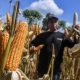 foto:-jibaku-kejar-target-serap-satu-juta-ton-jagung