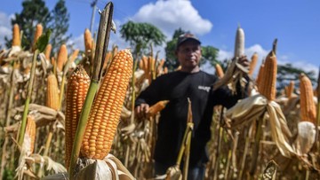 foto:-jibaku-kejar-target-serap-satu-juta-ton-jagung