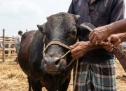 tak-boleh-asal,-ini-tata-cara-penyembelihan-hewan-qurban-sesuai-syariat