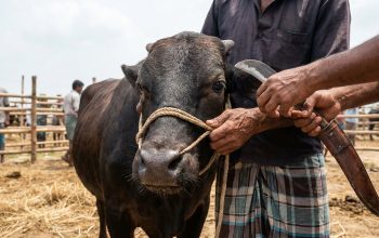 Tak Boleh Asal, Ini Tata Cara Penyembelihan Hewan Qurban Sesuai Syariat