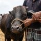 Tak Boleh Asal, Ini Tata Cara Penyembelihan Hewan Qurban Sesuai Syariat