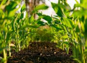 outsource-ai-crop-monitoring-&-yield-prediction-ke-sagara-hemat-biaya-lapangan