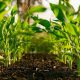 Outsource AI Crop Monitoring & Yield Prediction ke Sagara Hemat Biaya Lapangan