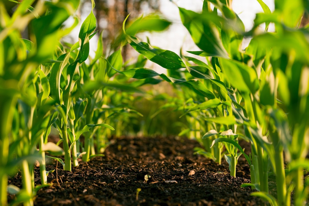 outsource-ai-crop-monitoring-&-yield-prediction-ke-sagara-hemat-biaya-lapangan