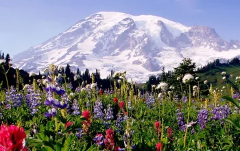 Hiking and Camping Through the National Parks of the Pacific Northwest