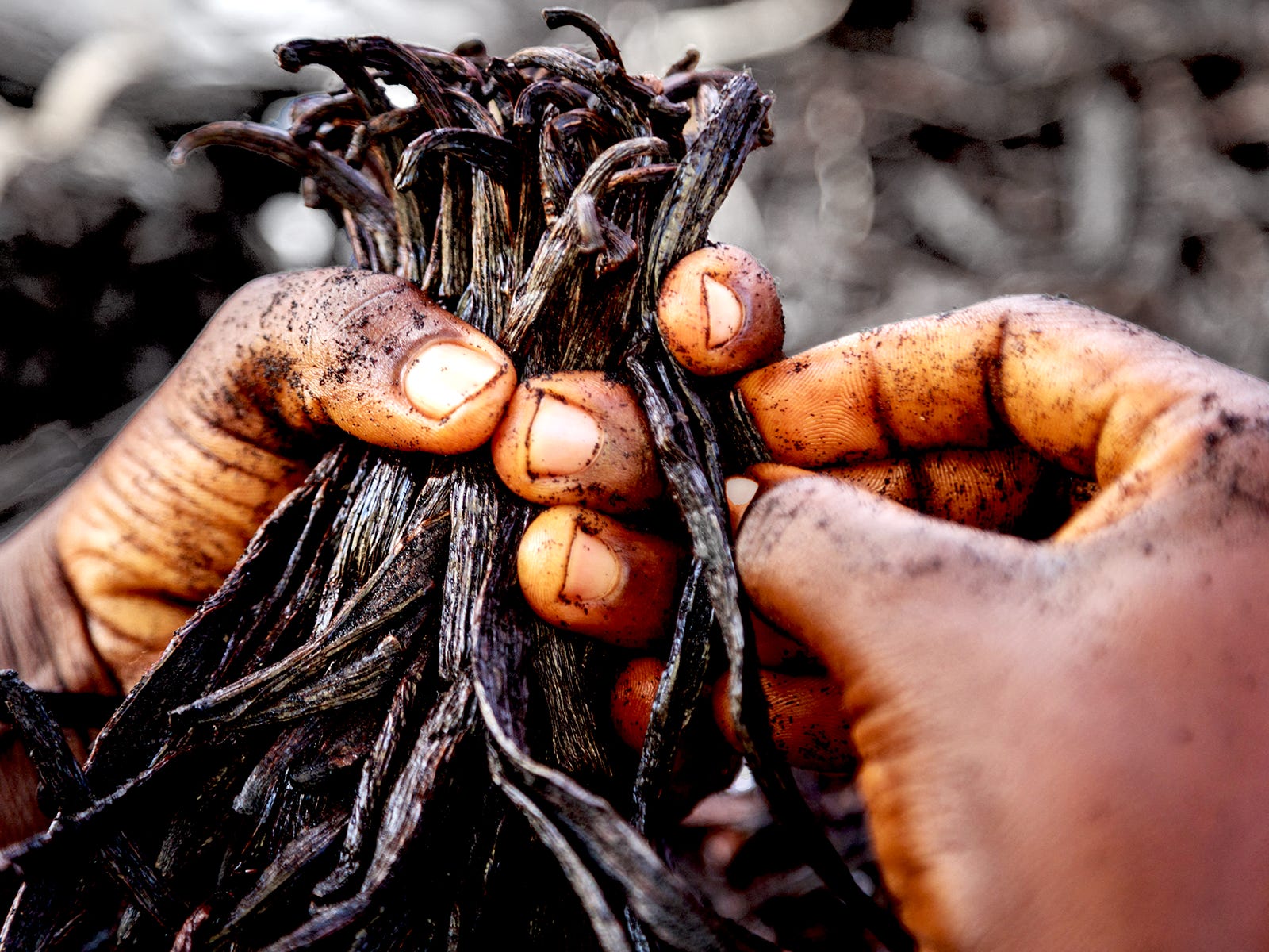 mengapa-merek-merek-besar-beralih-ke-vanilla-dari-uganda