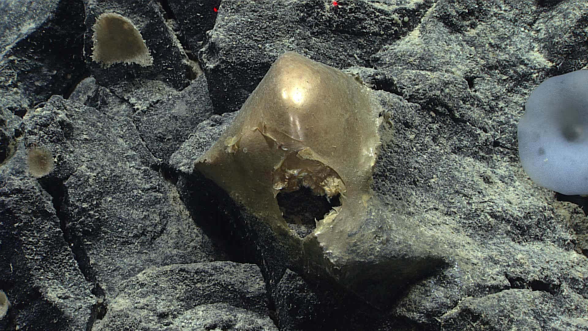 ‘bola-emas’-di-dasar-laut-berasal-dari-hewan-misterius