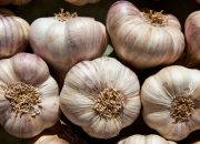 Mengapa Bawang Putih Mengusir Nyamuk dan Mencegah Mereka Berkembang Biak