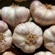 mengapa-bawang-putih-mengusir-nyamuk-dan-mencegah-mereka-berkembang-biak
