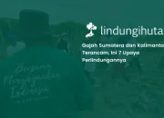 7-upaya-perlindungan-gajah-sumatera-dan-kalimantan-demi-keseimbangan-ekosistem