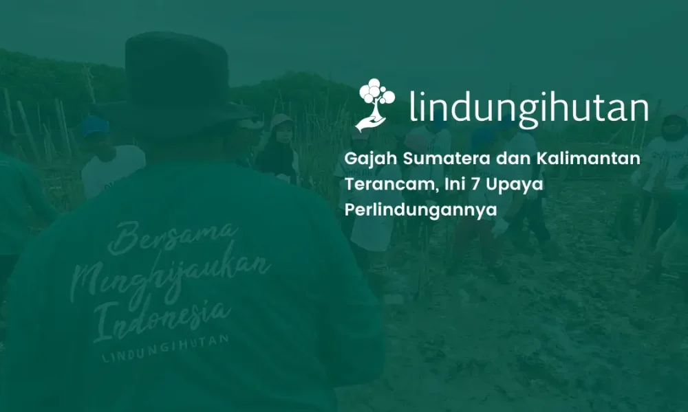 7-upaya-perlindungan-gajah-sumatera-dan-kalimantan-demi-keseimbangan-ekosistem