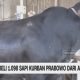 VIDEO: Anggaran Rp100 Miliar Sapi Kurban Prabowo Jadi Sorotan