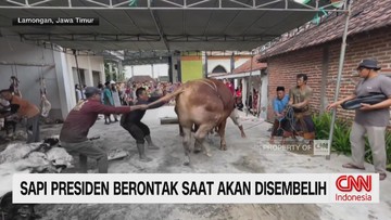 video:-viral!-sapi-kurban-bantuan-prabowo-mengamuk-saat-disembelih